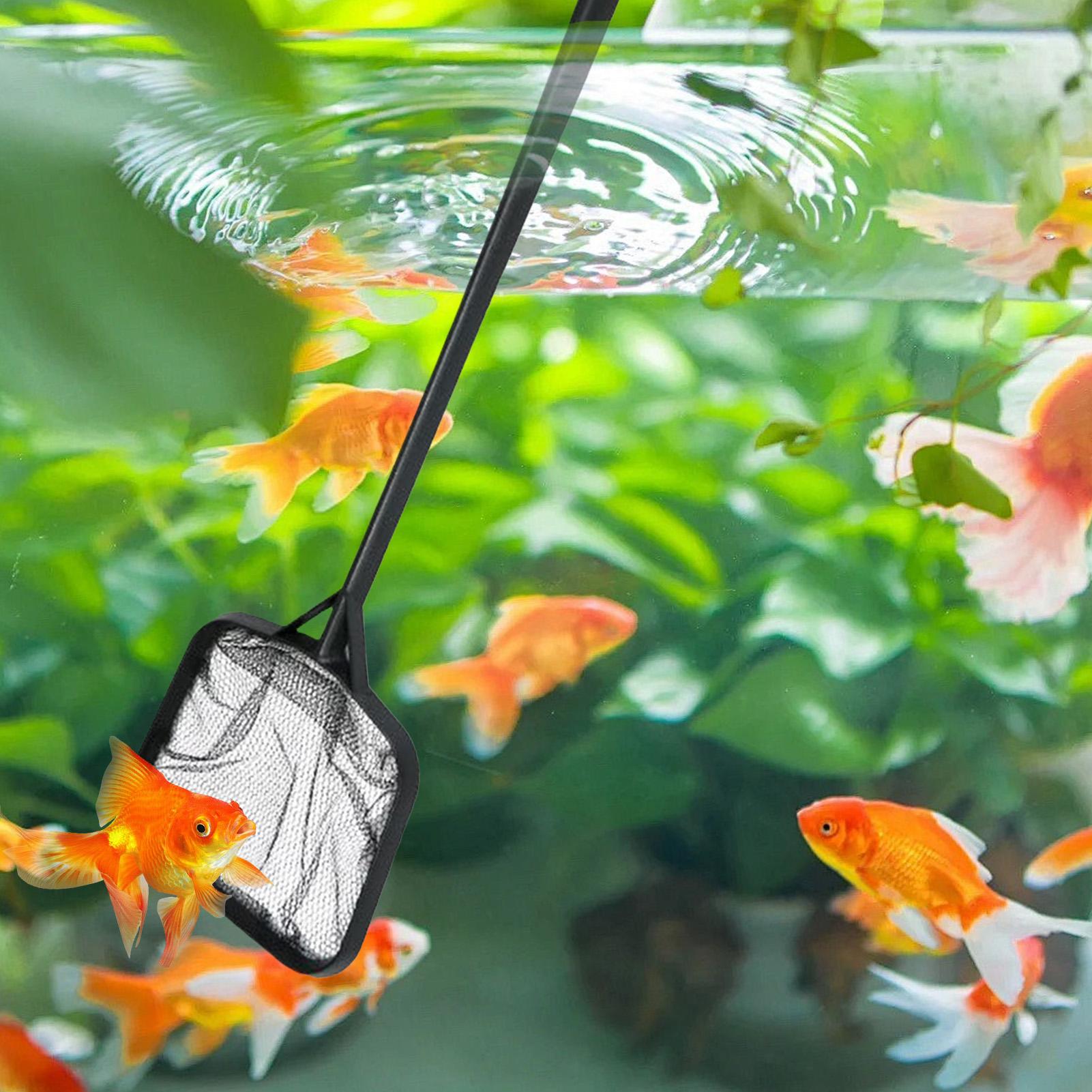 شبكات تنظيف حمامات السباحة، شب - مراجعة Aquarium Fish Maintenance وسعره