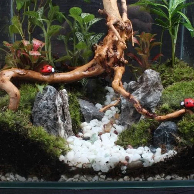 شجرة طبيعية جذع Driftwood لحوض - مراجعة Aquarium Fish Tank Price وسعره