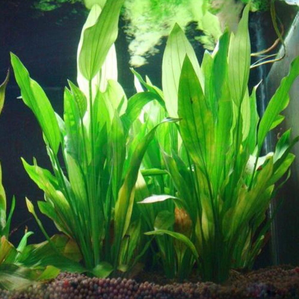 15 سنتيمتر حوض السمك الاصطناعي - مراجعة Aquarium Fish Tank Price وسعره